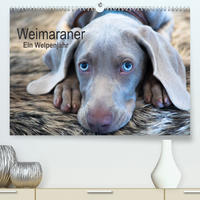 Weimaraner - Ein Welpenjahr (Premium, hochwertiger DIN A2 Wandkalender 2023, Kunstdruck in Hochglanz)