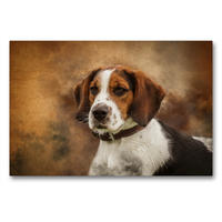 Premium Textil-Leinwand 90 x 60 cm Quer-Format Englischer Beagle | Wandbild, HD-Bild auf Keilrahmen, Fertigbild auf hochwertigem Vlies, Leinwanddruck von Alexandra Hollstein