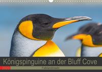 Königspinguine an der Bluff Cove (Wandkalender 2022 DIN A3 quer)