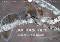 EICHHÖRNCHEN (Wandkalender 2022 DIN A4 quer)