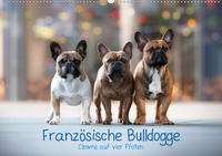 Französische Bulldogge - Clowns auf vier Pfoten (Wandkalender 2020 DIN A2 quer)