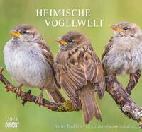 Heimische Vogelwelt 2024 - DUMONT Wandkalender - mit den wichtigsten Feiertagen - Format 38,0 x 35,5 cm