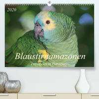 Blaustirnamazonen - Papageien in Paraguay (Premium, hochwertiger DIN A2 Wandkalender 2020, Kunstdruck in Hochglanz)