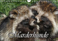 Marderhunde (Wandkalender 2023 DIN A4 quer)