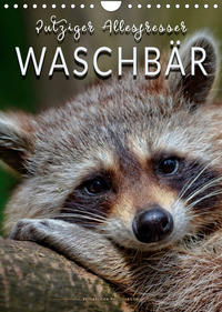 Waschbär - putziger Allesfresser (Wandkalender 2023 DIN A4 hoch)