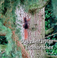 Das zweifarbige Eichhörnchen