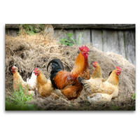 Premium Textil-Leinwand 120 x 80 cm Quer-Format Vom Ei zum Huhn. Die Entwicklung von Küken | Wandbild, HD-Bild auf Keilrahmen, Fertigbild auf hochwertigem Vlies, Leinwanddruck von Rose Hurley