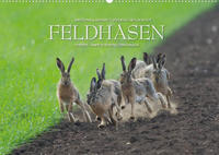 Emotionale Momente: Feldhasen (Wandkalender 2022 DIN A2 quer)