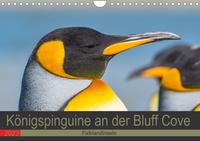 Königspinguine an der Bluff Cove (Wandkalender 2022 DIN A4 quer)