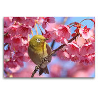 Premium Textil-Leinwand 120 x 80 cm Quer-Format Ein Japan-Brillenvogel inmitten rosafarbener Kirschblüten. | Wandbild, HD-Bild auf Keilrahmen, Fertigbild auf hochwertigem Vlies, Leinwanddruck von CALVENDO