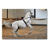 Premium Textil-Leinwand 90 x 60 cm Quer-Format Lipizzaner Maestoso Amata - Hohe Schule | Wandbild, HD-Bild auf Keilrahmen, Fertigbild auf hochwertigem Vlies, Leinwanddruck von Sigrid Starick