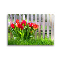 Premium Textil-Leinwand 45 x 30 cm Quer-Format Tulpen am Gartenzaun | Wandbild, HD-Bild auf Keilrahmen, Fertigbild auf hochwertigem Vlies, Leinwanddruck von (c) 2019 by insideportugal