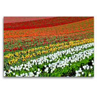 Premium Textil-Leinwand 120 x 80 cm Quer-Format Sommer Tulpenzauber | Wandbild, HD-Bild auf Keilrahmen, Fertigbild auf hochwertigem Vlies, Leinwanddruck von Marion Meyer@Stimmungsbilder1