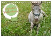 Faszination Shetlandpony (Tischkalender 2025 DIN A5 quer), CALVENDO Monatskalender