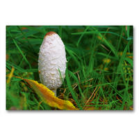 Premium Textil-Leinwand 90 x 60 cm Quer-Format Schopf Tintling bot. Coprinus comatus | Wandbild, HD-Bild auf Keilrahmen, Fertigbild auf hochwertigem Vlies, Leinwanddruck von Avianaarts Design Fotografie by Tanja Riedel