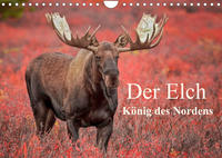 Der Elch - König des Nordens (Wandkalender 2023 DIN A4 quer)