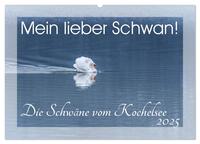 Mein lieber Schwan! Die Schwäne vom Kochelsee. (Wandkalender 2025 DIN A2 quer), CALVENDO Monatskalender