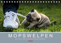 Mopswelpen (Tischkalender 2023 DIN A5 quer)