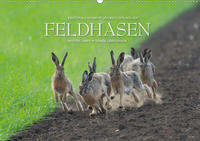 Emotionale Momente: Feldhasen (Wandkalender 2021 DIN A2 quer)