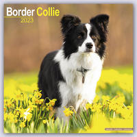 Border Collie 2023 - 16-Monatskalender