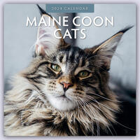 Maine Coon Cats – Maine Coon Katzen 2024 – 16-Monatskalender