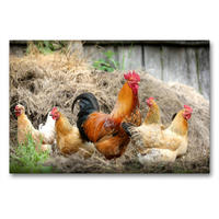 Premium Textil-Leinwand 90 x 60 cm Quer-Format Vom Ei zum Huhn. Die Entwicklung von Küken | Wandbild, HD-Bild auf Keilrahmen, Fertigbild auf hochwertigem Vlies, Leinwanddruck von Rose Hurley