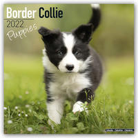 Border Collie Puppies - Border Collie Welpen 2022 - 16-Monatskalender