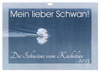 Mein lieber Schwan! Die Schwäne vom Kochelsee. (Wandkalender 2025 DIN A4 quer), CALVENDO Monatskalender