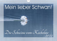 Mein lieber Schwan! Die Schwäne vom Kochelsee. (Wandkalender 2022 DIN A4 quer)