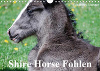 Shire Horse Fohlen (Wandkalender 2021 DIN A4 quer)