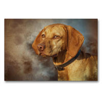 Premium Textil-Leinwand 90 x 60 cm Quer-Format Magyar Vizsla | Wandbild, HD-Bild auf Keilrahmen, Fertigbild auf hochwertigem Vlies, Leinwanddruck von Alexandra Hollstein