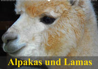 Alpakas und Lamas (Wandkalender 2022 DIN A2 quer)