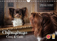 Chihuahuas - Cool and Cute (Wandkalender 2022 DIN A4 quer)