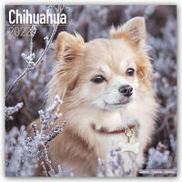 Chihuahua 2022- 16-Monatskalender