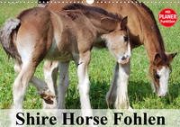 Shire Horse Fohlen (Wandkalender 2021 DIN A3 quer)