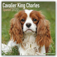 Cavalier King Charles Spaniel 2022- 16-Monatskalender