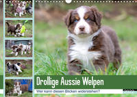 Drollige Aussie Welpen (Wandkalender 2022 DIN A3 quer)