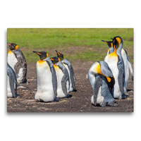 Premium Textil-Leinwand 750 x 500 cm Quer-Format Königspinguine / King Penguins | Wandbild, HD-Bild auf Keilrahmen, Fertigbild auf hochwertigem Vlies, Leinwanddruck von Norbert W. Saul