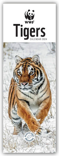 WWF Tigers – Tiger 2024 – Slimline-Kalender