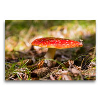 Premium Textil-Leinwand 75 x 50 cm Quer-Format Fliegenpilz / Amanita muscaria | Wandbild, HD-Bild auf Keilrahmen, Fertigbild auf hochwertigem Vlies, Leinwanddruck von Janita Webeler