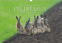 Emotionale Momente: Feldhasen (Wandkalender 2020 DIN A3 quer)