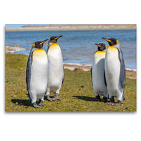 Premium Textil-Leinwand 1200 x 800 cm Quer-Format Königspinguine / King Penguins | Wandbild, HD-Bild auf Keilrahmen, Fertigbild auf hochwertigem Vlies, Leinwanddruck von Norbert W. Saul