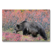 Premium Textil-Leinwand 90 x 60 cm Quer-Format Braunbär in Alaska | Wandbild, HD-Bild auf Keilrahmen, Fertigbild auf hochwertigem Vlies, Leinwanddruck von Dieter-M. Wilczek