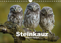 Steinkäuze (Athene noctua) (Wandkalender 2022 DIN A4 quer)