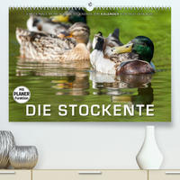 Emotionale Momente: Die Stockente. (Premium, hochwertiger DIN A2 Wandkalender 2023, Kunstdruck in Hochglanz)