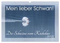 Mein lieber Schwan! Die Schwäne vom Kochelsee. (Wandkalender 2025 DIN A3 quer), CALVENDO Monatskalender