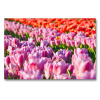 Premium Textil-Leinwand 90 x 60 cm Quer-Format Romantischer Tulpenzauber | Wandbild, HD-Bild auf Keilrahmen, Fertigbild auf hochwertigem Vlies, Leinwanddruck von Marion Meyer@Stimmungsbilder1