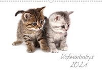 Katzenbabys (Wandkalender 2021 DIN A3 quer)