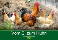 Vom Ei zum Huhn. Die Entwicklung von Küken (Wandkalender 2021 DIN A2 quer)